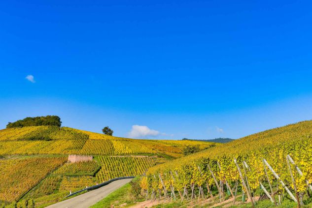 Vignes - route des vins en Alsaces